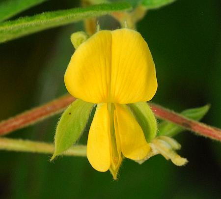 Rhynchosia_latifolia_corolla.jpg