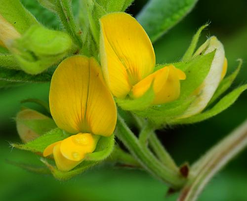 Rhynchosia_latifolia_flowers.jpg