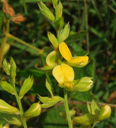 Rhynchosia_latifolia_inflorescence.jpg