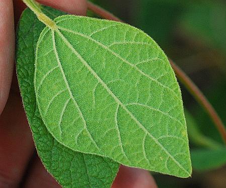 Rhynchosia_latifolia_leaf2.jpg