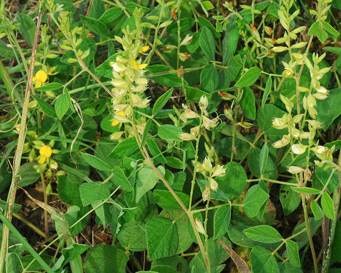 Rhynchosia_latifolia_plant.jpg