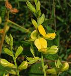 Rhynchosia latifolia thumbnail