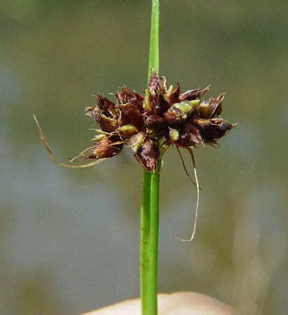 Rhynchospora_globularis_flowers.jpg