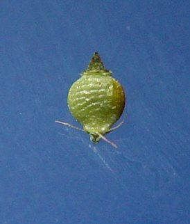 Rhynchospora_globularis_fruit.jpg