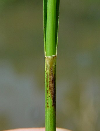 Rhynchospora_globularis_sheath.jpg