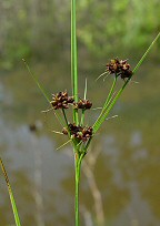 Rhynchospora globularis thumbnail