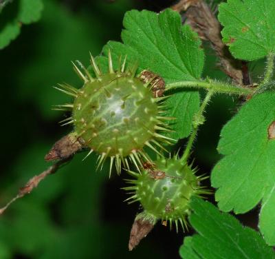 Ribes_cynosbati_fruits.jpg