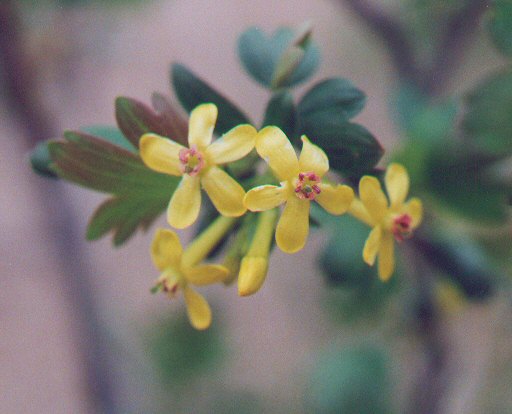 Ribes_odoratum_flowers2.jpg