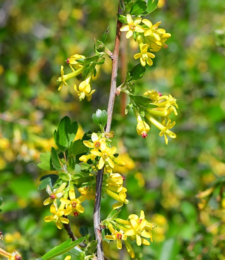 Ribes_odoratum_inflorescences.jpg
