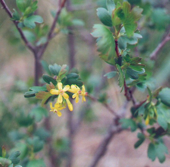 Ribes_odoratum_plant.jpg