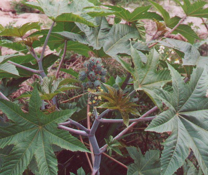 Ricinus_communis3.jpg