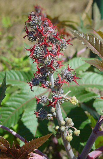 Ricinus_communis_inflorescence.jpg