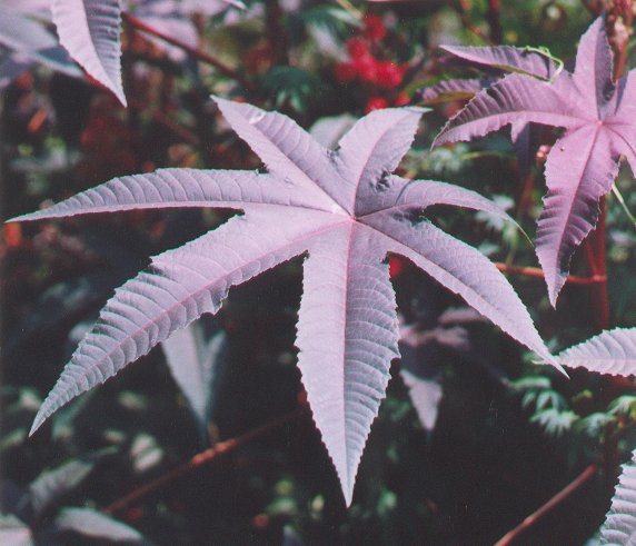 Ricinus_communis_leaf.jpg