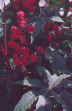 Ricinus communis thumbnail