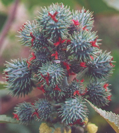 Ricinus_pistillate_flowers.jpg