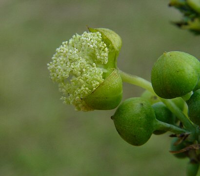 Ricinus_staminate_flowers.jpg