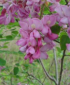 Robinia hispida thumbnail