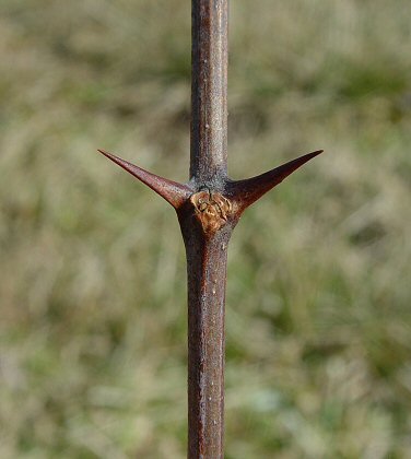 Robinia_pseudoacacia_bud.jpg