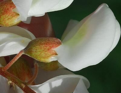 Robinia_pseudoacacia_calyx1.jpg