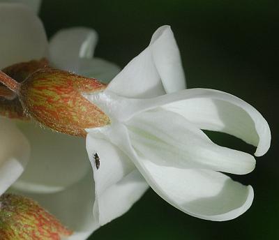 Robinia_pseudoacacia_calyx2.jpg