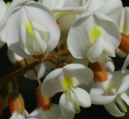 Robinia_pseudoacacia_corollas.jpg