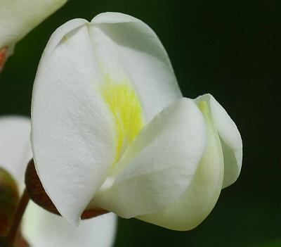 Robinia_pseudoacacia_flower1.jpg