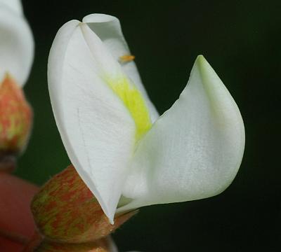 Robinia_pseudoacacia_flower2.jpg