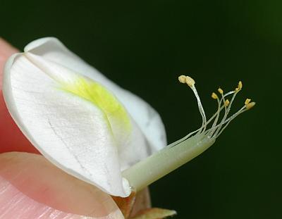 Robinia_pseudoacacia_flower3.jpg