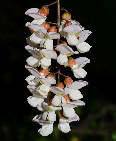 Robinia_pseudoacacia_inflorescence.jpg