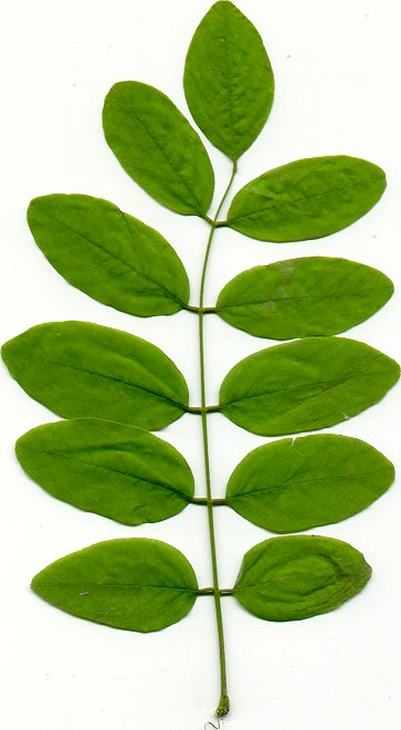 Robinia_pseudoacacia_leaf.jpg