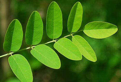 Robinia_pseudoacacia_leaf1.jpg