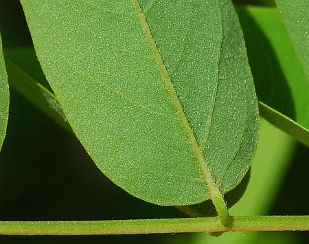 Robinia_pseudoacacia_leaflet2.jpg