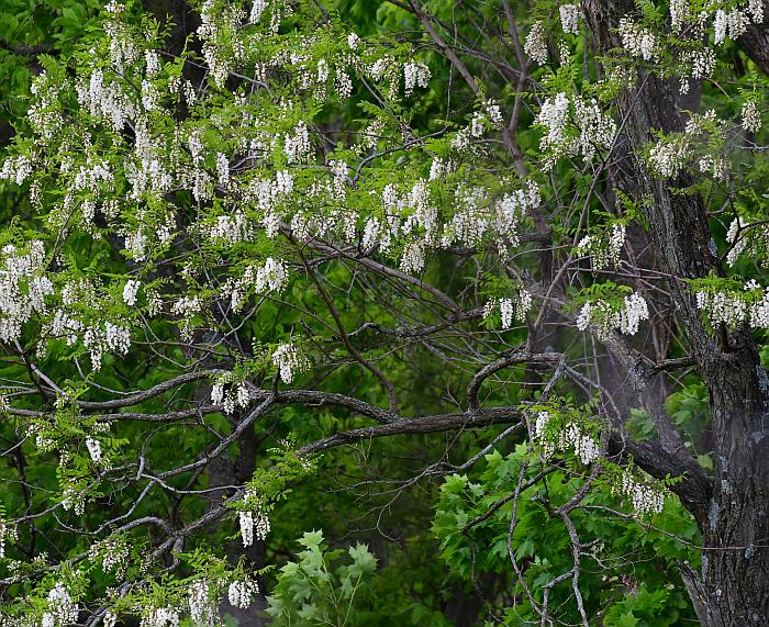 Robinia_pseudoacacia_plant.jpg