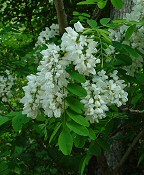 Robinia pseudoacacia thumbnail