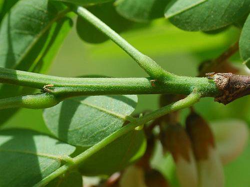 Robinia_pseudoacacia_twig.jpg