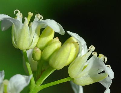 Rorippa_aquatica_calyces.jpg