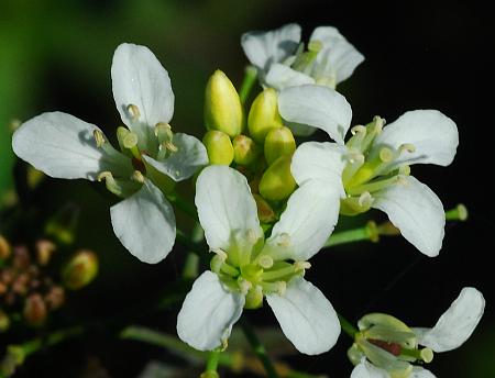 Rorippa_aquatica_corollas.jpg