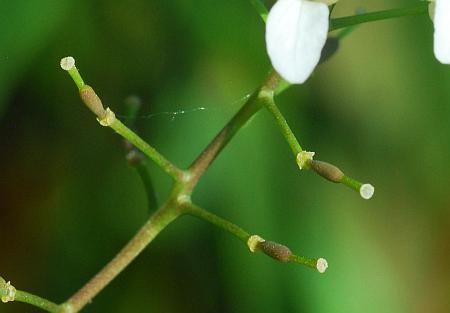 Rorippa_aquatica_fruits.jpg