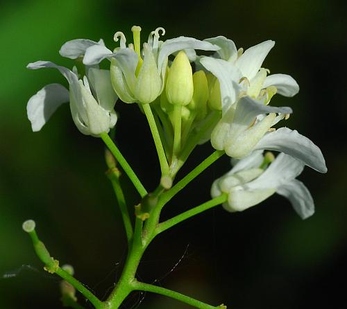 Rorippa_aquatica_inflorescence.jpg