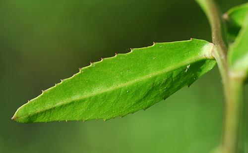 Rorippa_aquatica_leaf2.jpg