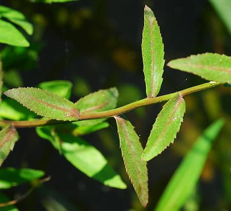 Rorippa_aquatica_leaves.jpg