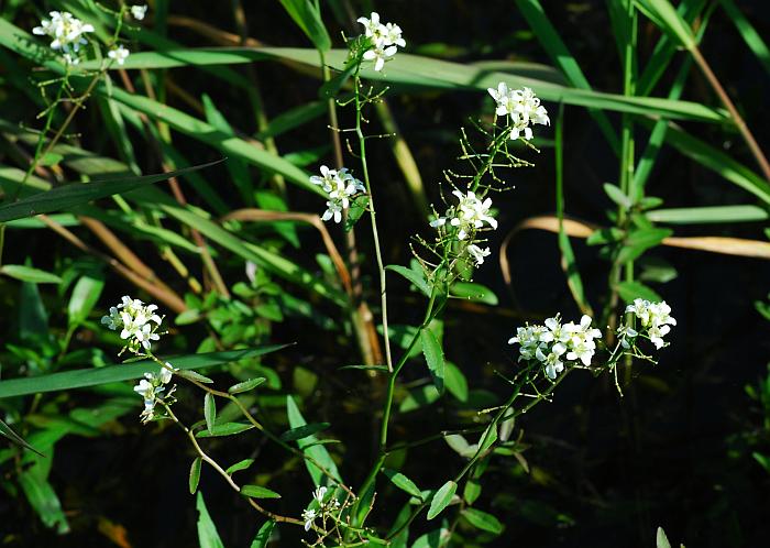 Rorippa_aquatica_plant.jpg