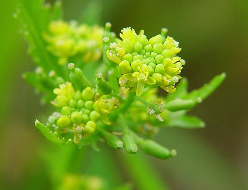 Rorippa_palustris_flowers1.jpg