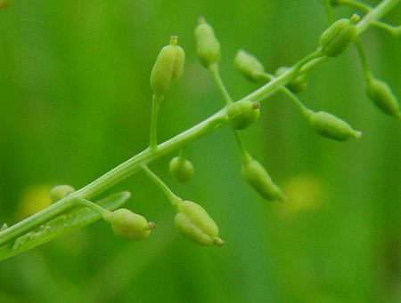 Rorippa_palustris_fruits.jpg