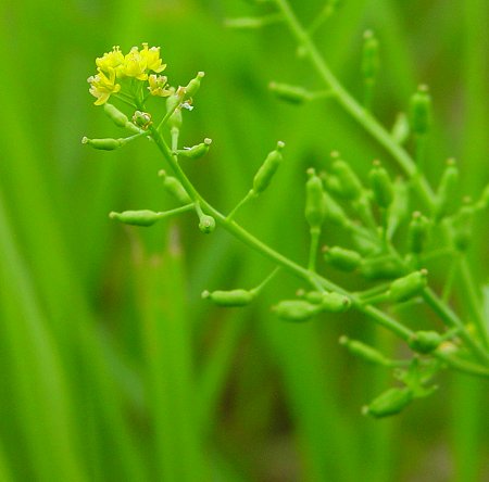 Rorippa_palustris_inflorescence.jpg