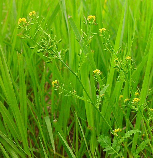 Rorippa_palustris_plant2.jpg