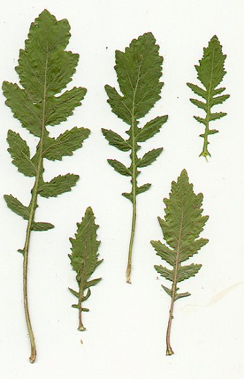 Rorippa_palustris_pressed_leaves.jpg