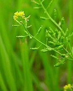 Rorippa palustris thumbnail