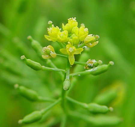 Rorippa_palustris_var_fernaldiana_flowers2.jpg