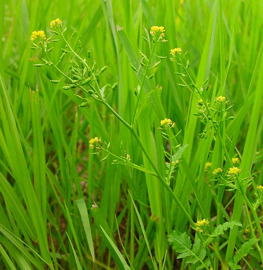 Rorippa_palustris_var_fernaldiana_plant2.jpg